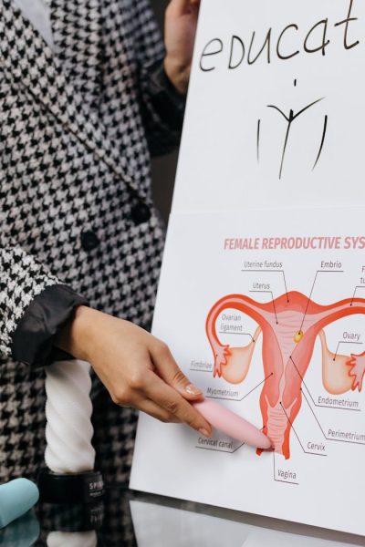 A person presents a detailed diagram of the female reproductive system on a whiteboard.